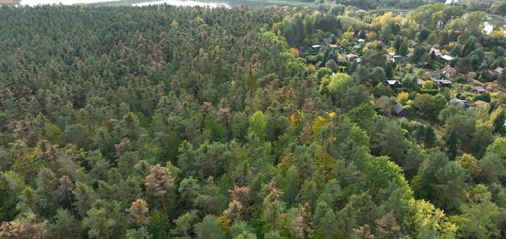 Zdjęcie z lotu ptaka - widoczne brązowiejące korony zamierających sosen