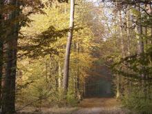 Lasów w Polsce Przybywa