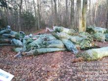 Niesprzedane choinki wywieziono do lasu