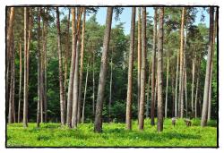 autor: Piotr Gzowski